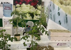 Substrate from Russia by Speland.